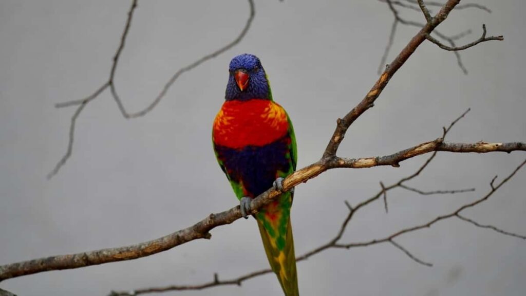 ၂၀၂၅ ပြည်တွင်း Twitter ကြော်ငြာနှုန်းများနှင့် မြန်မာဈေးကွက်အကြောင်း