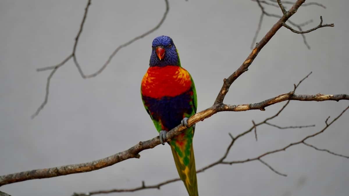 ၂၀၂၅ ပြည်တွင်း Twitter ကြော်ငြာနှုန်းများနှင့် မြန်မာဈေးကွက်အကြောင်း