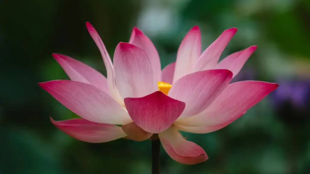 မာရိုကိုမှာ ကျန်းမာရေး supplement များကို feature ပေးနိုင်တဲ့ Facebook creators တွေကို မြန်မာ advertiser များအတွက် လက်တွေ့နည်းလမ်းများ၊ ပြင်ဆင်စရာတွေ၊ risk များနဲ့ outreach template တို့ကို ဖော်ပြထားပါတယ်။