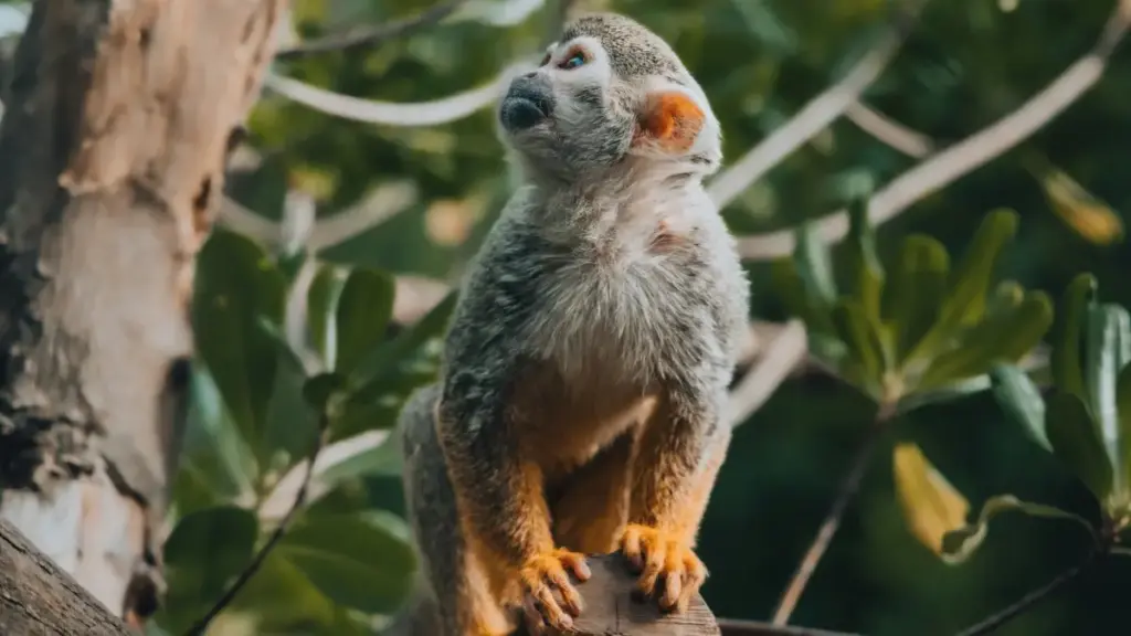 Myanmar ဖန်တီးသူတွေအတွက် OnlyFans မှာ Israel brands တွေနဲ့ styling challenge မျိုးတွေ ဖန်တီးဖို့ practical လမ်းညွှန်၊ privacy နဲ့ outreach tactics တွေပါ။