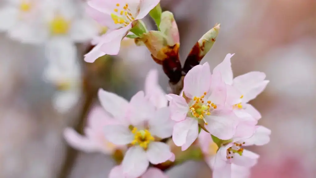 မြန်မာ content creator တွေအတွက် eBay ပေါ်က Portugal brand တွေနဲ့ချိတ်ဆက်ပြီး သီချင်း reaction ဗီဒီယိုလုပ်ဖို့ လက်တွေ့လမ်းကြောင်း၊ negotiation နည်းနည်း၊ နမူနာတွေ။ နောက်ဆက်တွဲ ရင်းမြစ်တွေနဲ့။