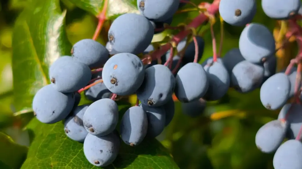 အီကွေတာ OnlyFans ဖန်တီးသူတွေကို မြန်မာကြော်ငြာသူတွေ အတွက် ရှာဖွေရန် နည်းလမ်း၊ အန္တရာယ်နှင့် viral အကြံပေးချက်များကို တိုတောင်းရှင်းလင်းစွာ ရှင်းပြသည်။