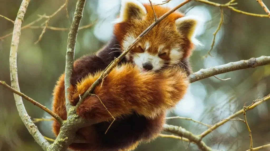 မြန်မာ့ေအာငျ့အတွက် အိုင်စ်လန်းတ် Etsy ဖန်တီးသူတွေကို ရှာဖွေ၊ စစ်မှန်တဲ့ reaction ကမ်းပိန်းပြင်ဆင်နည်းများနှင့် platform strategy များ။