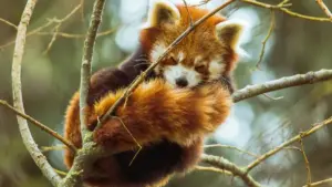 မြန်မာ့ေအာငျ့အတွက် အိုင်စ်လန်းတ် Etsy ဖန်တီးသူတွေကို ရှာဖွေ၊ စစ်မှန်တဲ့ reaction ကမ်းပိန်းပြင်ဆင်နည်းများနှင့် platform strategy များ။