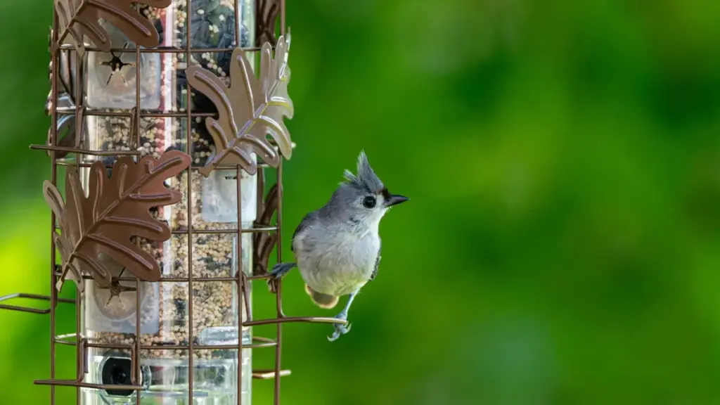 ကူဝိတ်မှာ YouTube creator တွေကို မည်ကဲ့သို့ ရှာဖွေနိုင်ပြီး limited edition drops များ အောင်မြင်စွာ တက်ကြွစေမလဲ ဆိုတဲ့ လက်တွေ့လမ်းပြနဲ့ ဈေးနှုန်း၊ ဗျူဟာ၊ အန္တရာယ်ပိုင်းအကြံပေးချက်များ။