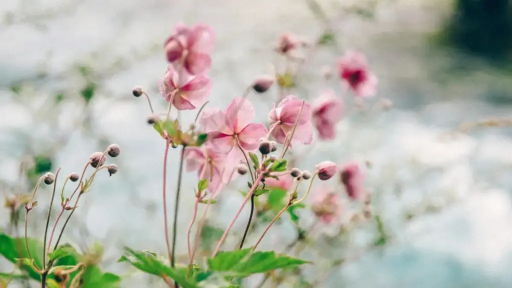 မြန်မာ advertisers များအတွက် ပေါ်တူဂီထဲက Disney+ ပရိုမိုးရှင်း fixed-fee creators တွေ ရှာနည်း၊ platform မျိုးစုံနဲ့ ငွေပေးချေမှုဆိုင်ရာ အကြံပေးချက်များ။