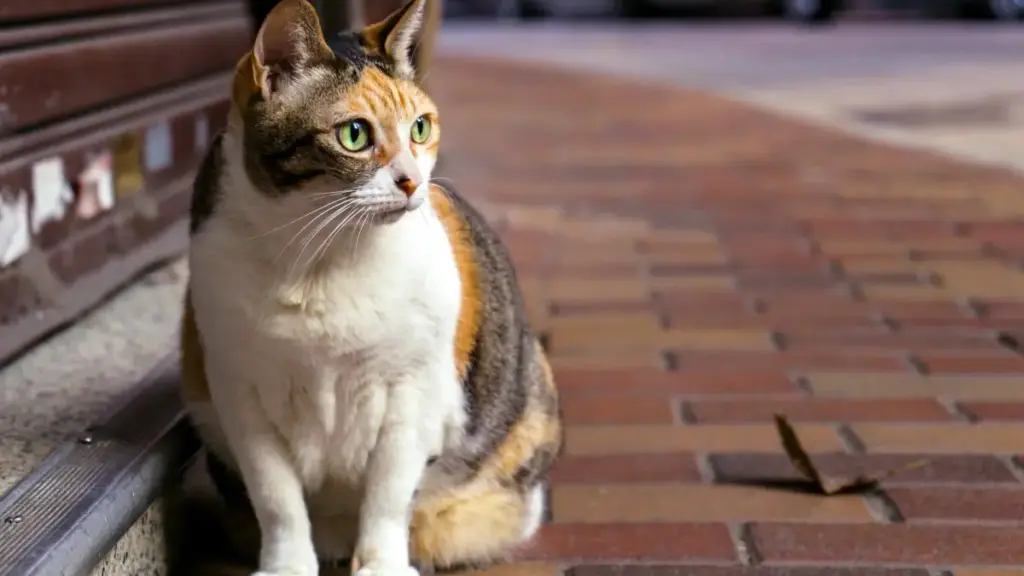 Reddit မှာ မော်လ်တာခရိုင်းများကို ဆက်သွယ်ကာ UGC အခွင့်အလမ်းရတဲ့ လက်တွေ့နည်းလမ်းများ၊ ရေဒီယိုသုံးပေါ်လာမှုများနှင့် privacy နဲ့ platform changes များအပေါ် ပြင်ဆင်နည်း။