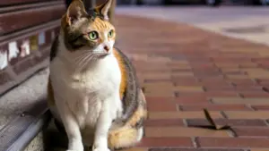 Reddit မှာ မော်လ်တာခရိုင်းများကို ဆက်သွယ်ကာ UGC အခွင့်အလမ်းရတဲ့ လက်တွေ့နည်းလမ်းများ၊ ရေဒီယိုသုံးပေါ်လာမှုများနှင့် privacy နဲ့ platform changes များအပေါ် ပြင်ဆင်နည်း။